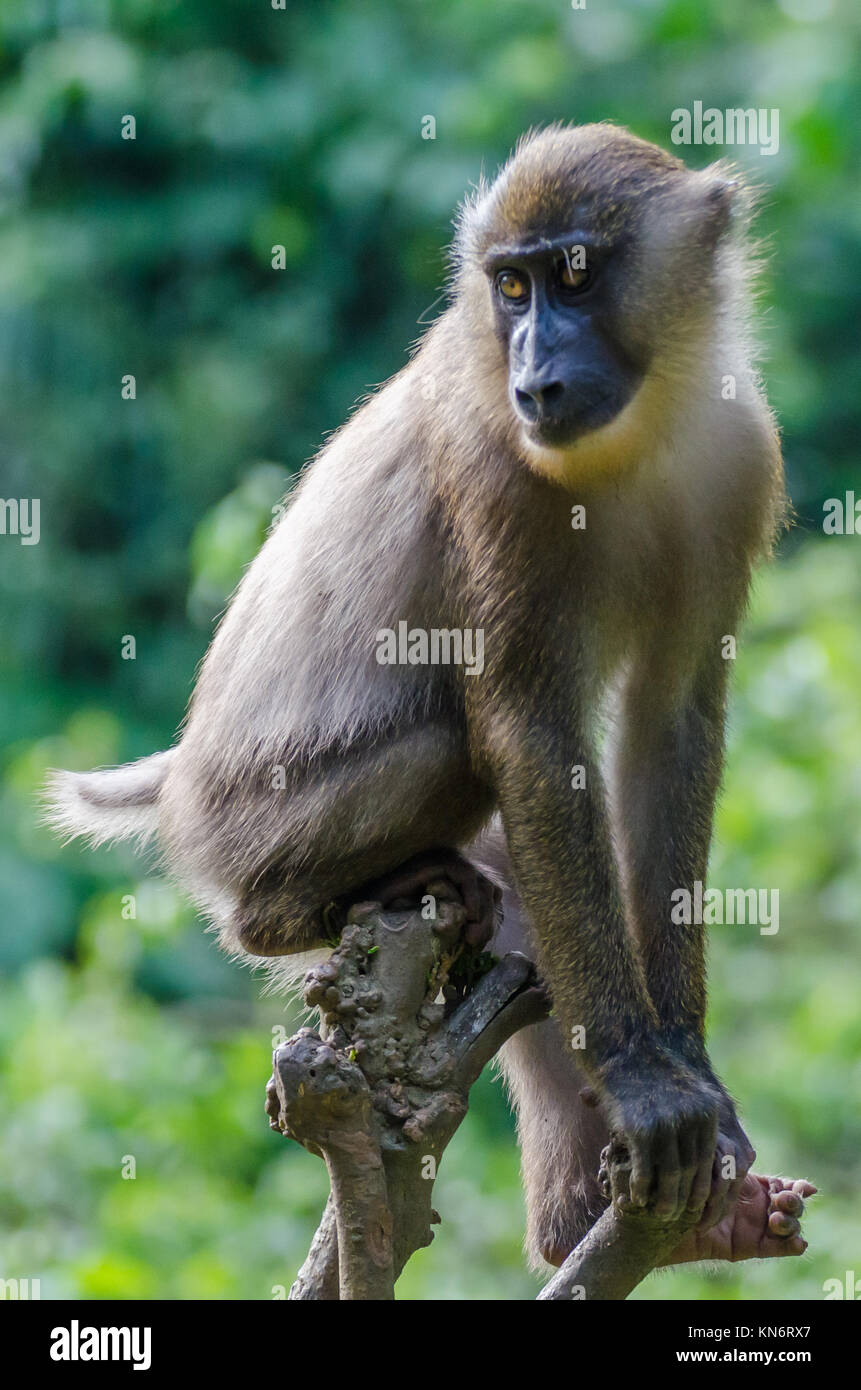 Young drill monkey sitting on small tree in rain forest of Nigeria Stock Photo