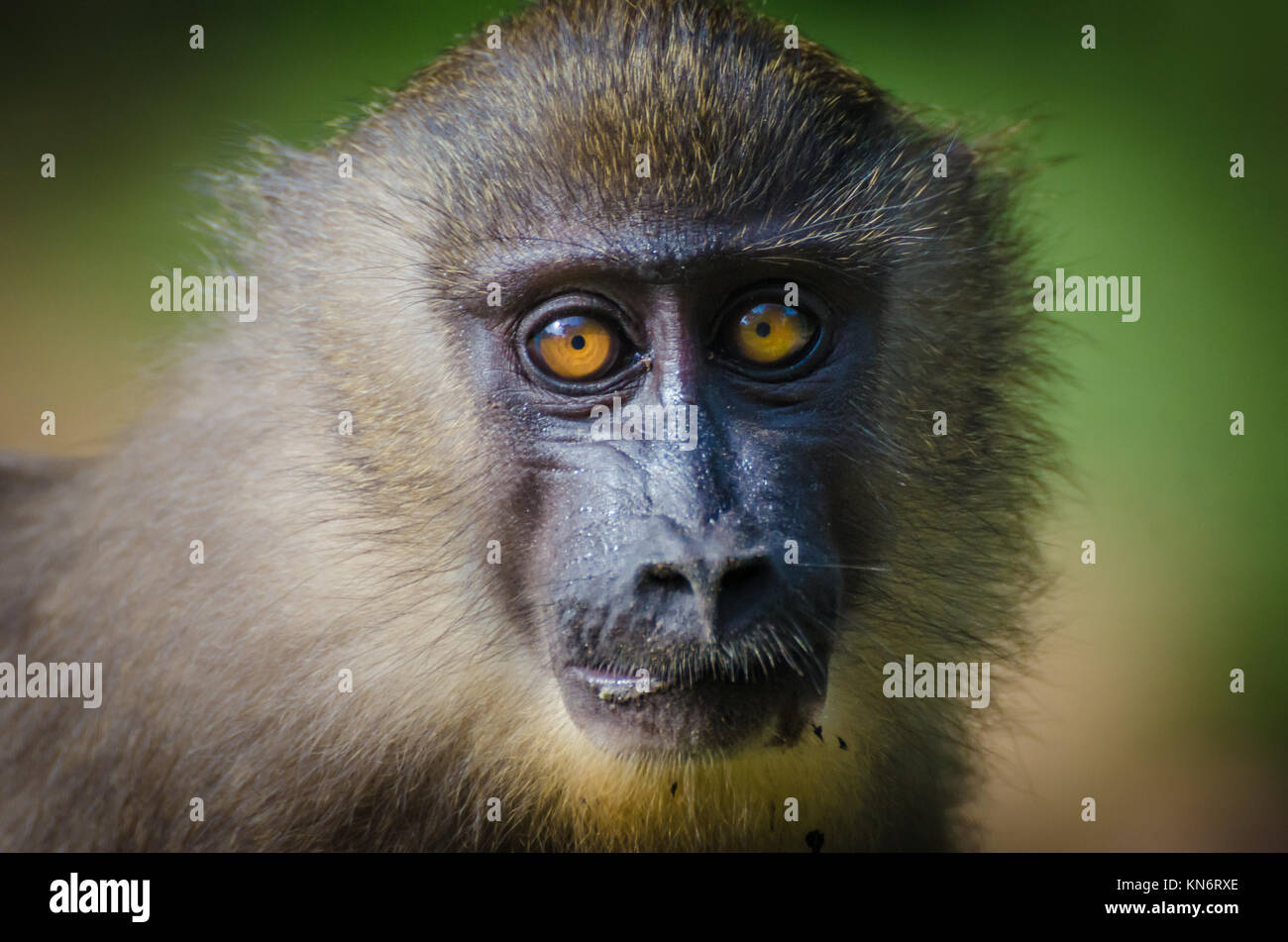 Closeup portrait of young drill monkey in rain forest of Nigeria Stock Photo