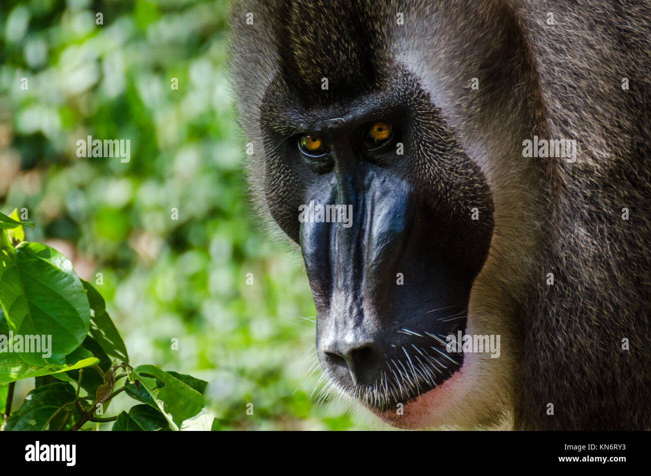 Portrait of large drill monkey alpha male in rain forest of Nigeria Stock Photo