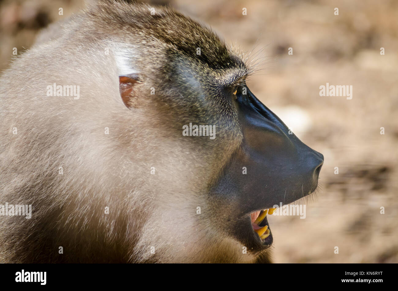 Portrait of drill monkey with open mouth in rain forest of Nigeria Stock Photo