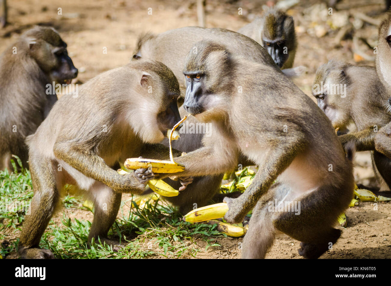 Group of drill monkeys feeding on banana in rain forest of Nigeria Stock Photo