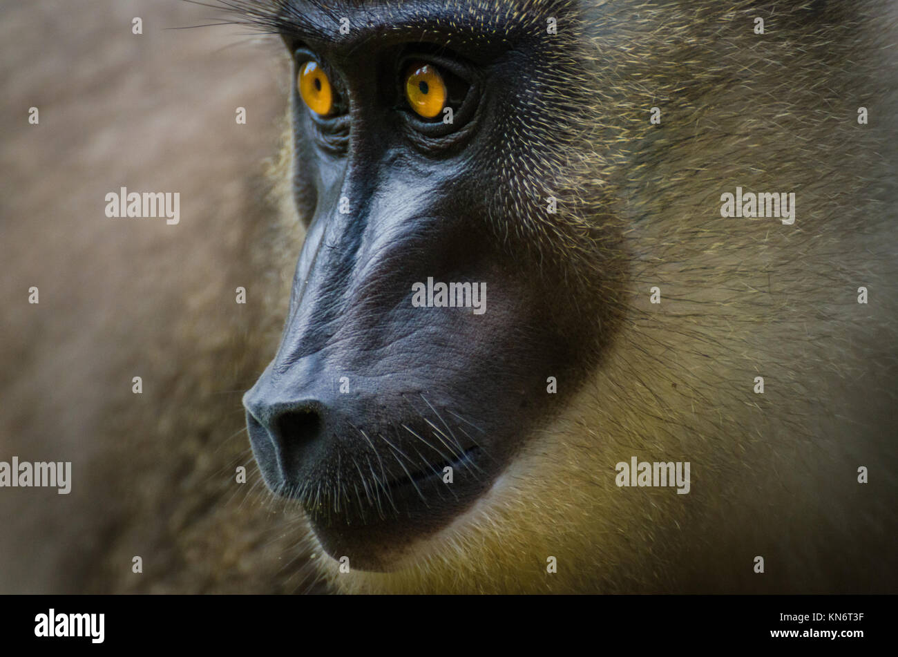 Closeup portrait of drill monkey in rain forest of Nigeria Stock Photo