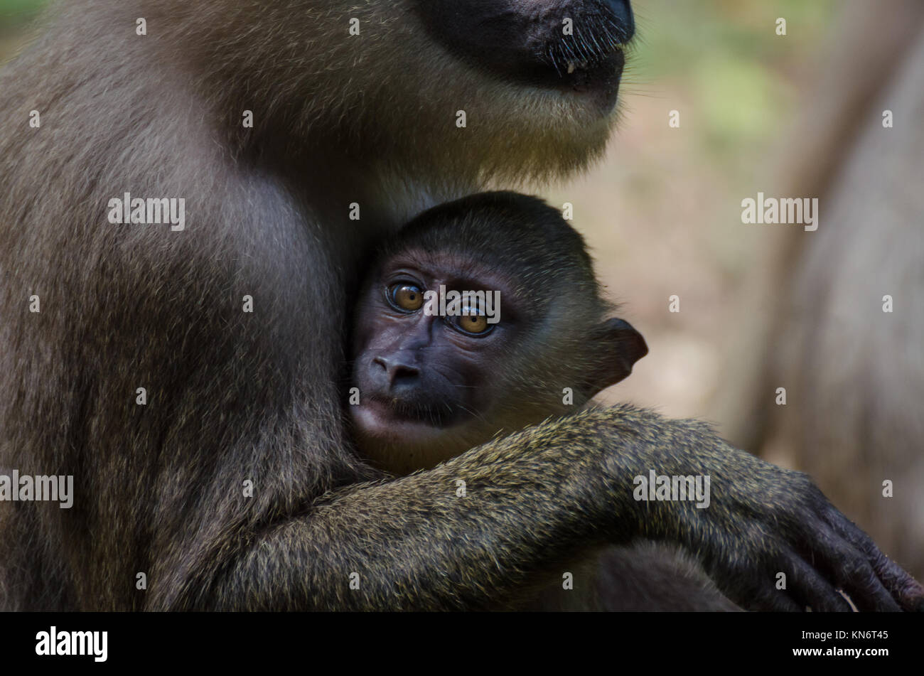 Drill monkey baby in arms of mother in rain forest of Nigeria Stock Photo