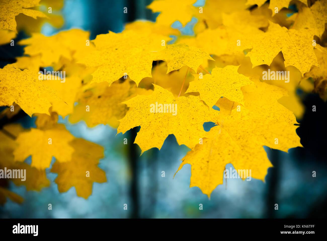 Maple leaves sunset background hi-res stock photography and images - Alamy