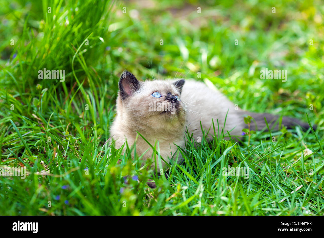 Cute little siamese kitten lying in a grass Stock Photo Alamy