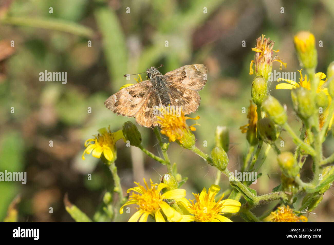 Mallow skipper butterfly (Carcharodus alceae) on yellow wildflowers in Cyprus Stock Photo