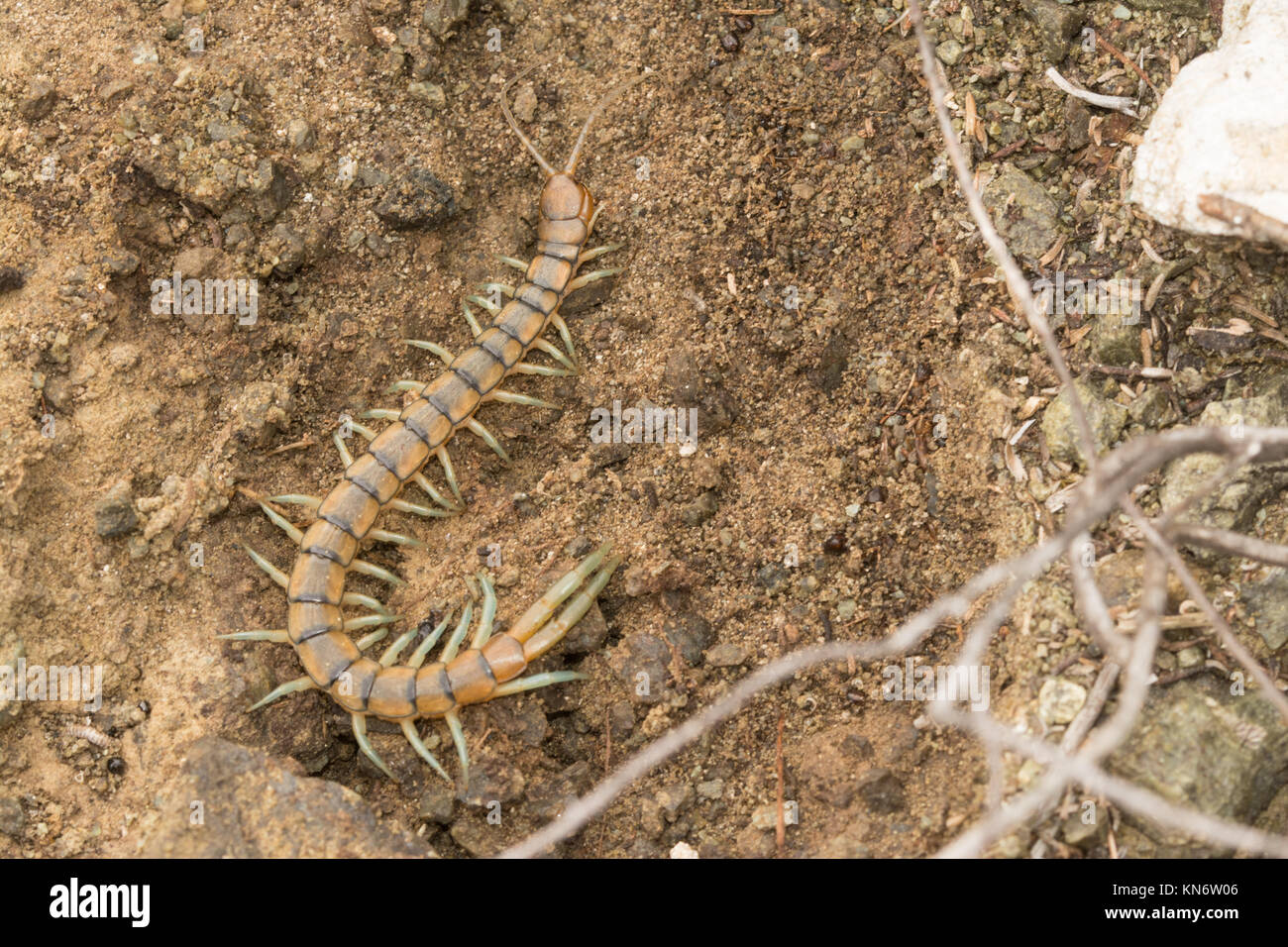 Close-up of a Megarian banded centipede (Scolopendra cingulata) in Cyprus Stock Photo