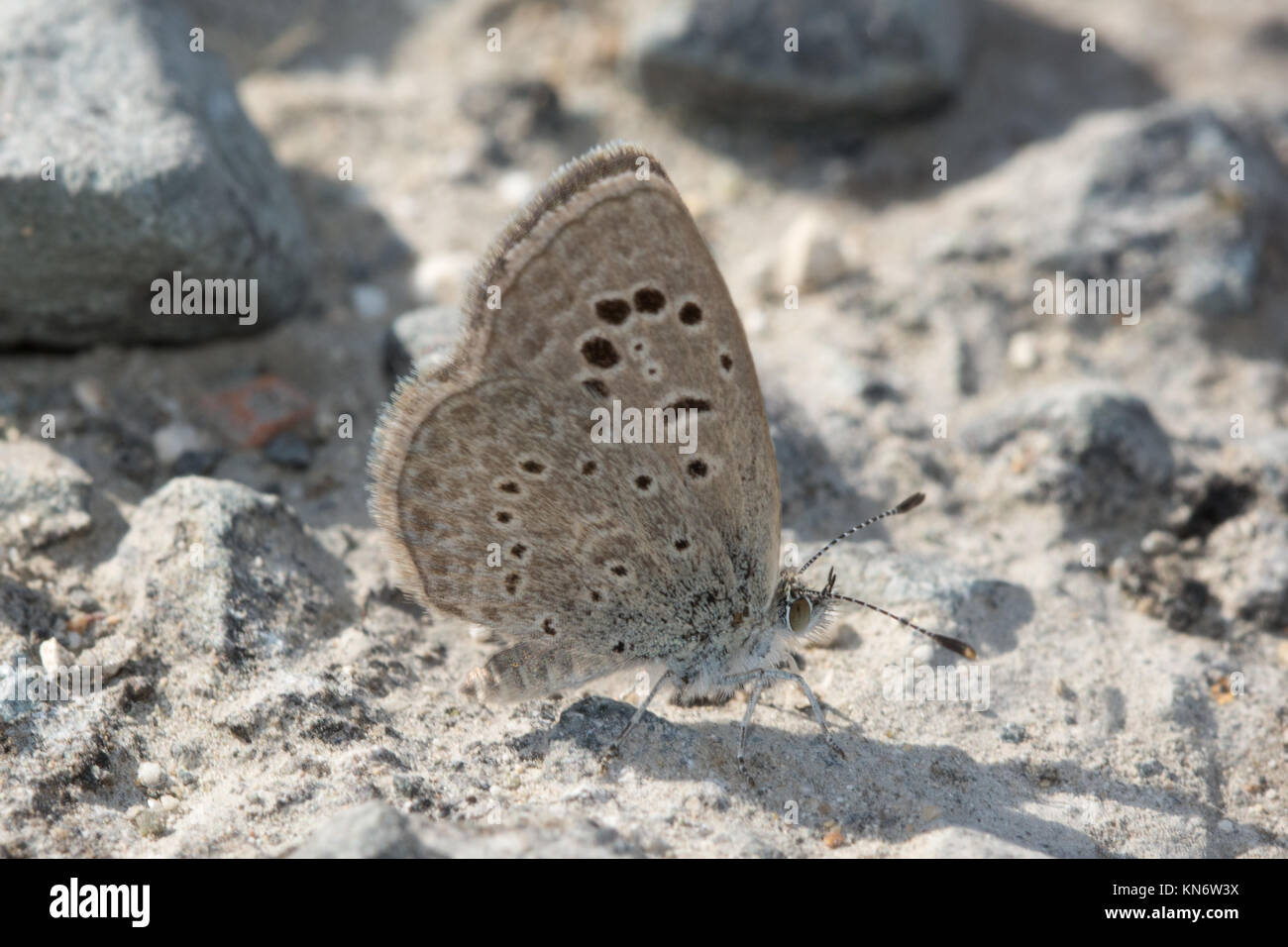 Close-up of an African grass blue butterfly (Zizeeria knysna, also called dark grass blue) in Cyprus Stock Photo