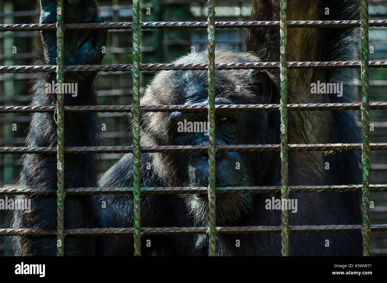 Portrait of sad looking captured chimp or chimpanzee in metal cage Stock Photo