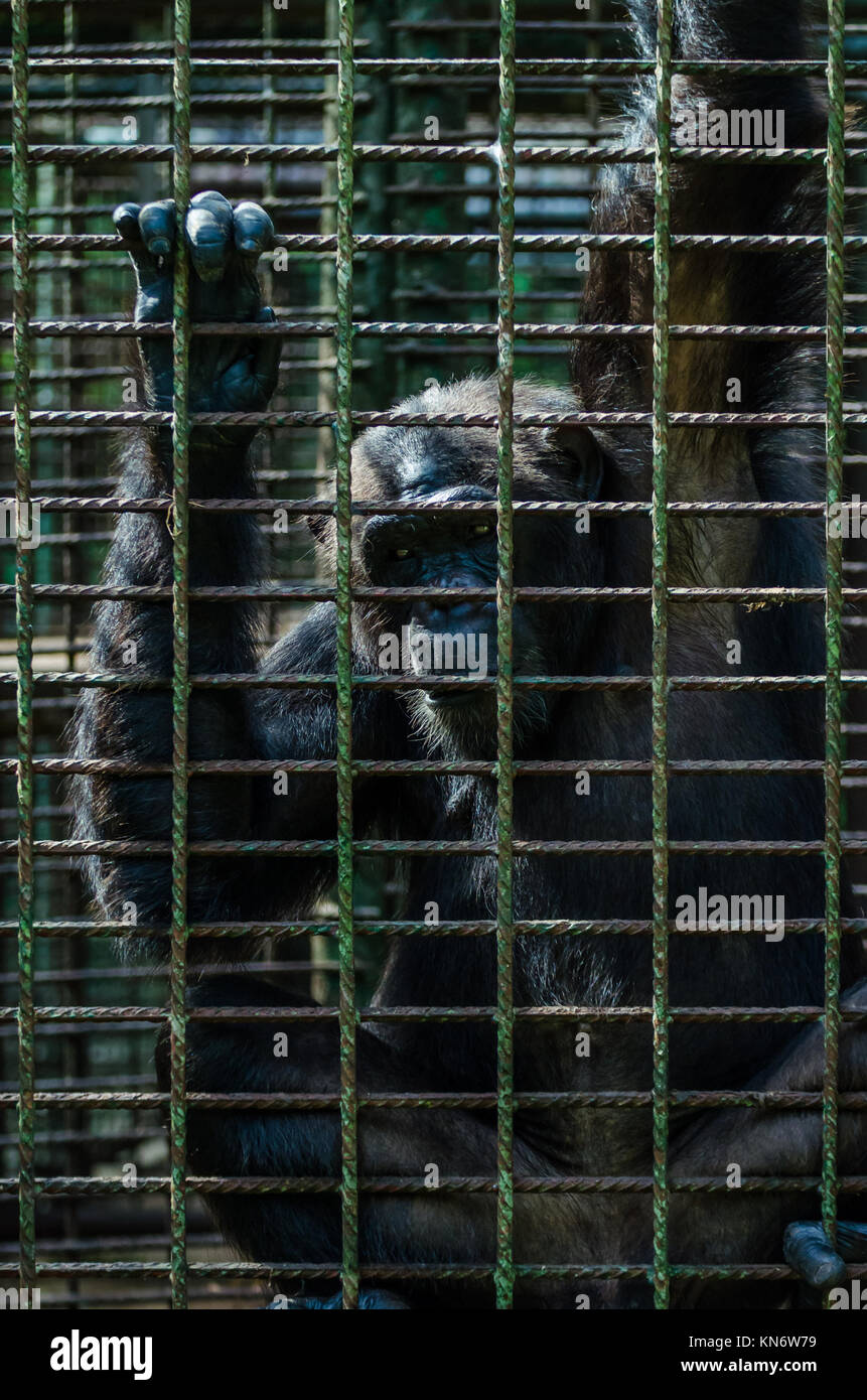 Portrait of sad looking captured chimp or chimpanzee in metal cage Stock Photo