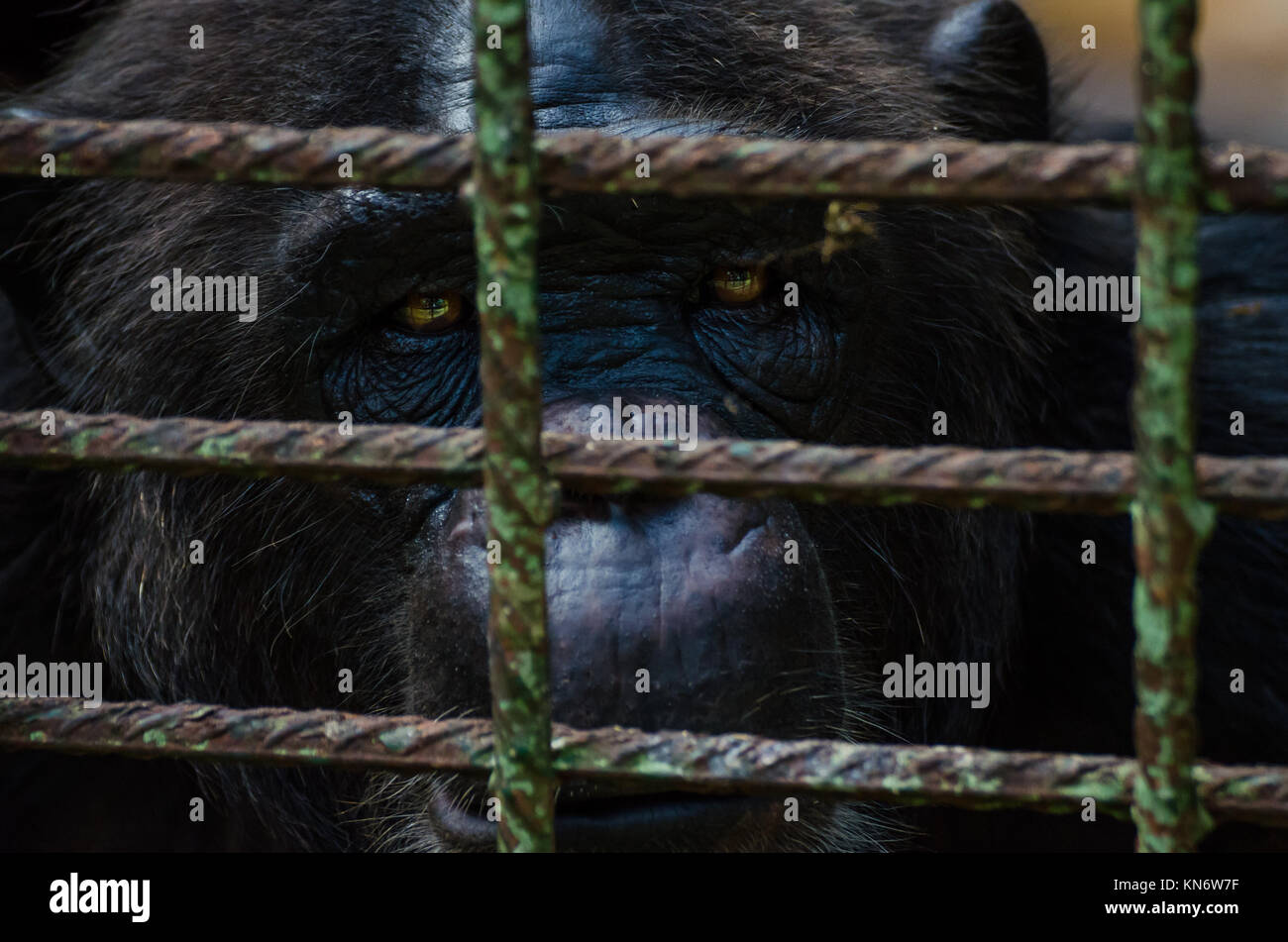 Portrait of sad looking captured chimp or chimpanzee in metal cage Stock Photo