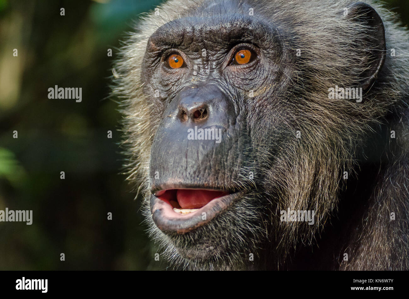 Portrait of wild looking chimp, Nigeria Stock Photo