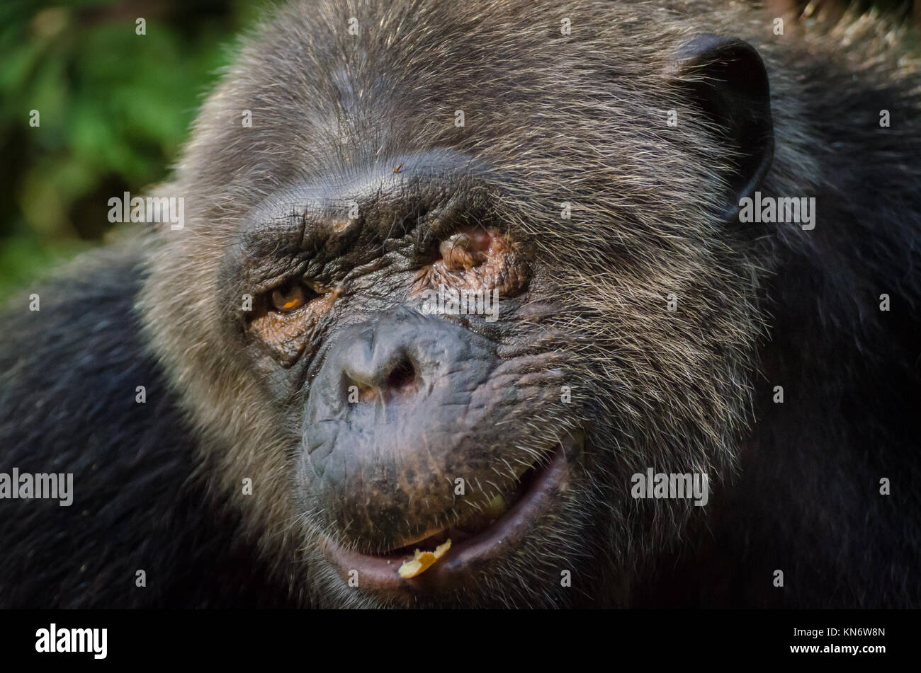 Portrait of old chimp with injured eye, Nigeria Stock Photo
