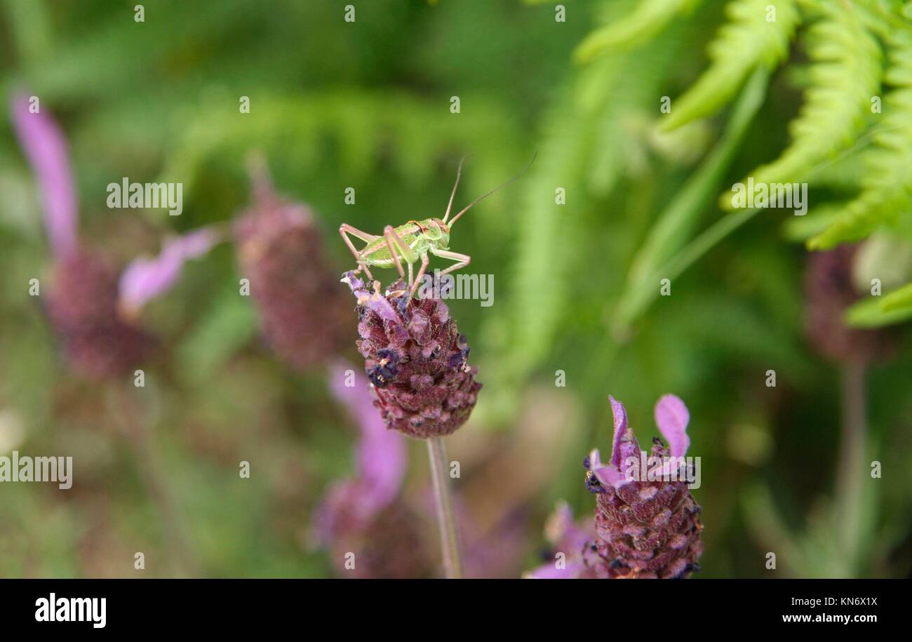 Little green grasshopper over lavender flower in the forest, Caceres, Spain. Stock Photo