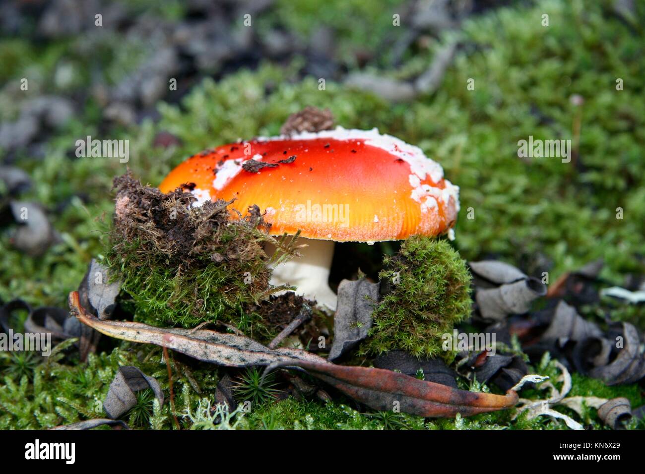Young red agaric mushroom or amanita muscaria sprouting under the forest lichen and moss, Extremadura, Spain. Stock Photo