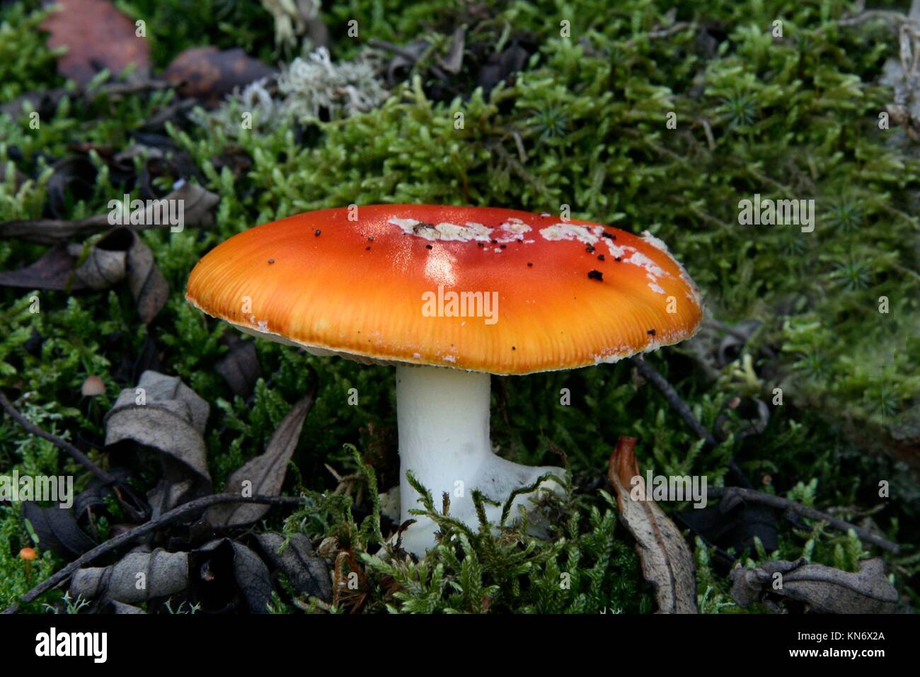 Young red agaric mushroom or amanita muscaria sprouting under the forest lichen and moss, Extremadura, Spain. Stock Photo