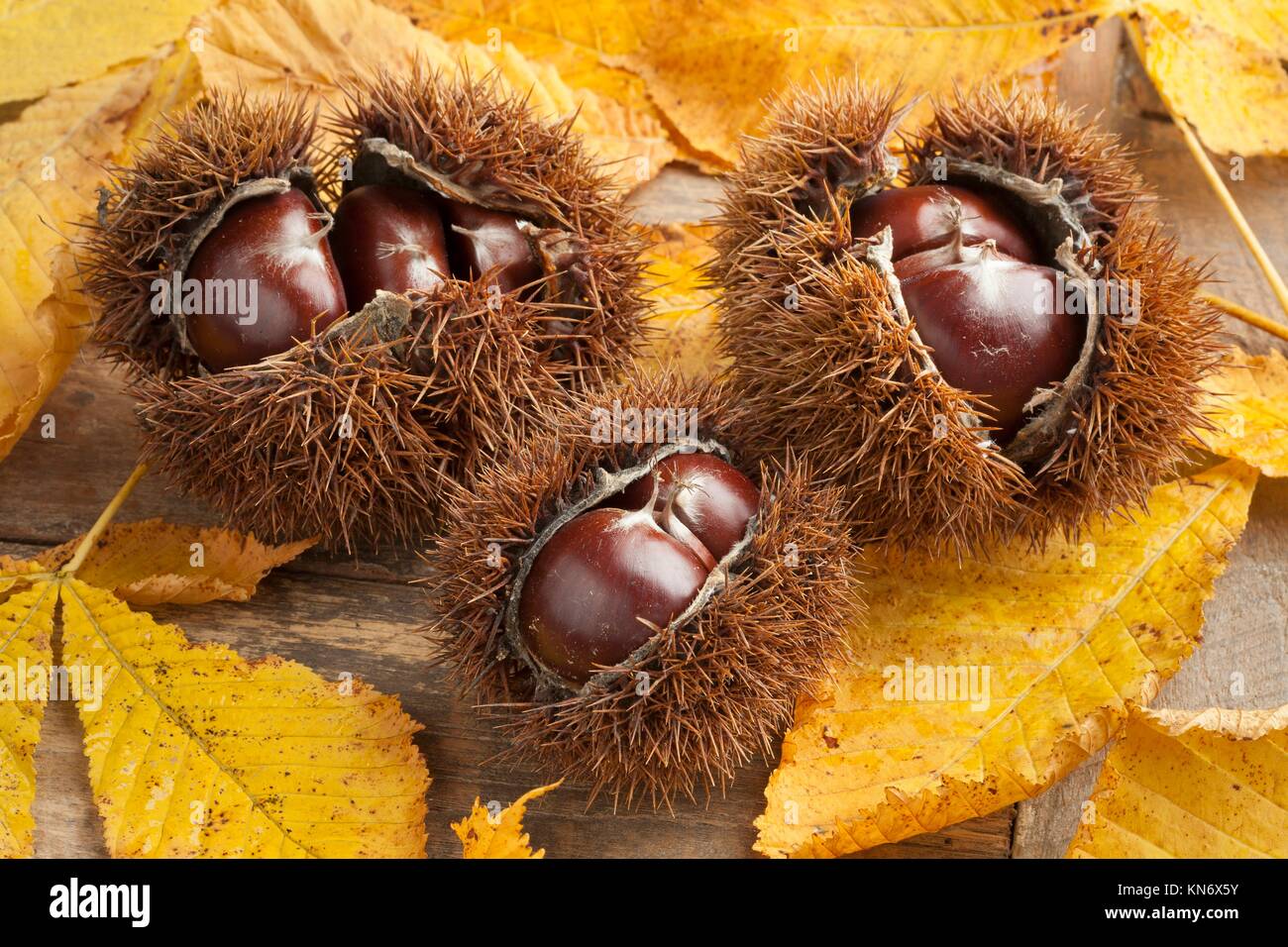 Heap of whole spiky sweet chestnuts and leaves. Stock Photo