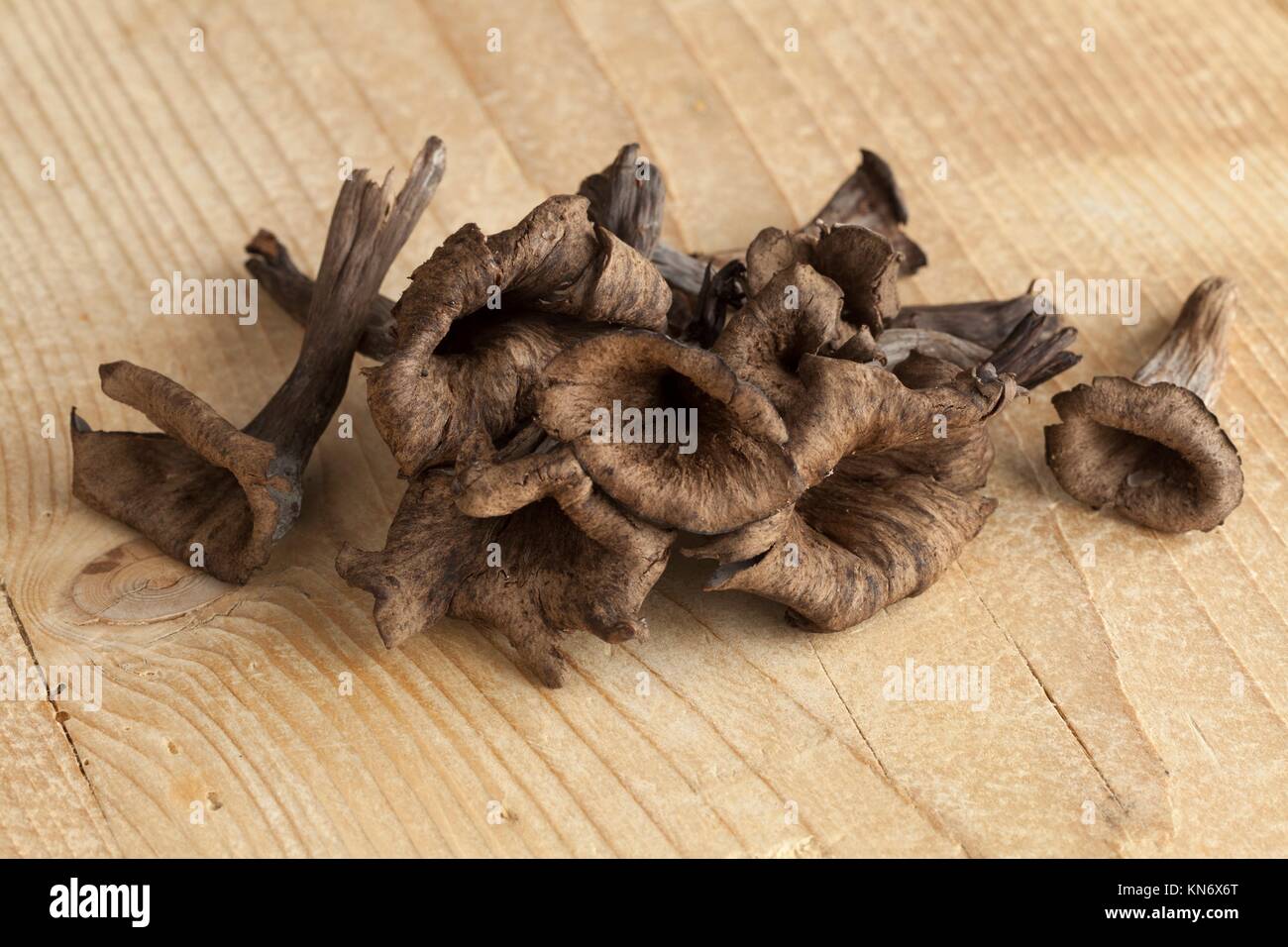 Fresh raw horn of plenty mushrooms. Stock Photo