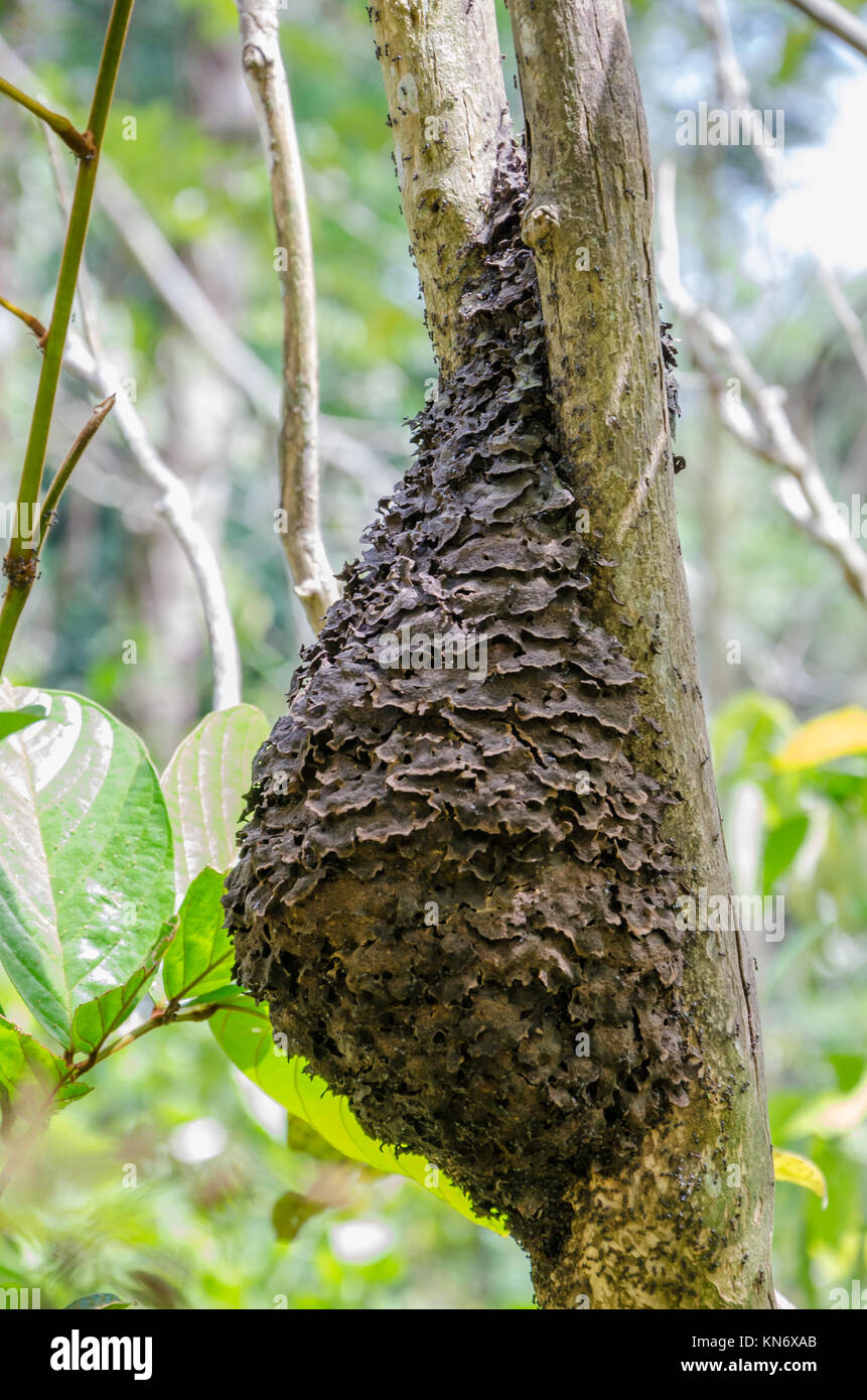 Closeup of ant nest attached to tree in tropical rain forest of Nigeria, Africa Stock Photo