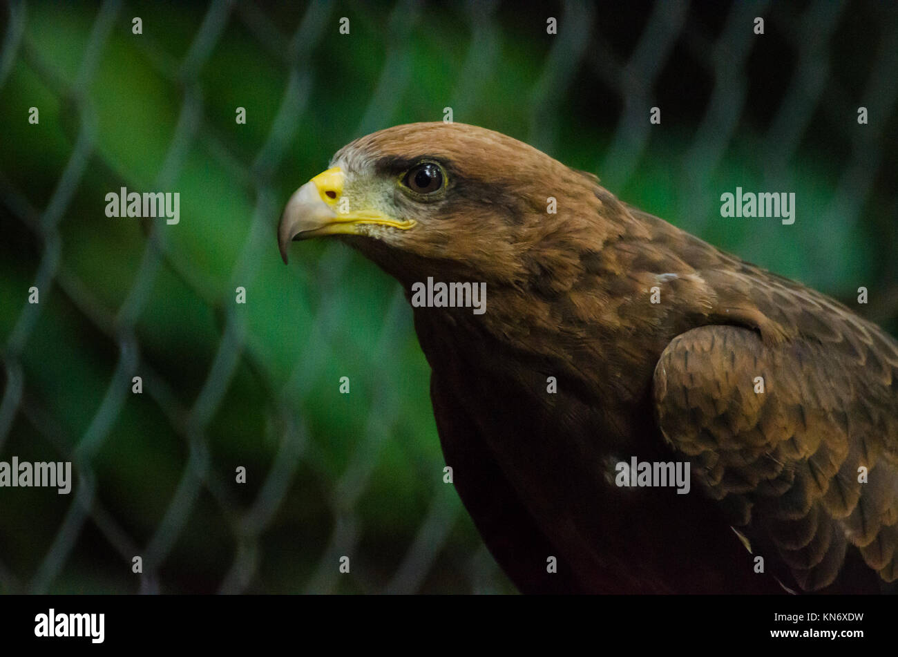Closeup portrait of captured or rescued African Wahlbergs Eagle, Nigeria, Africa Stock Photo