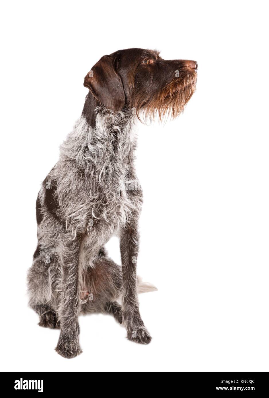 German wirehaired hotsell pointer white