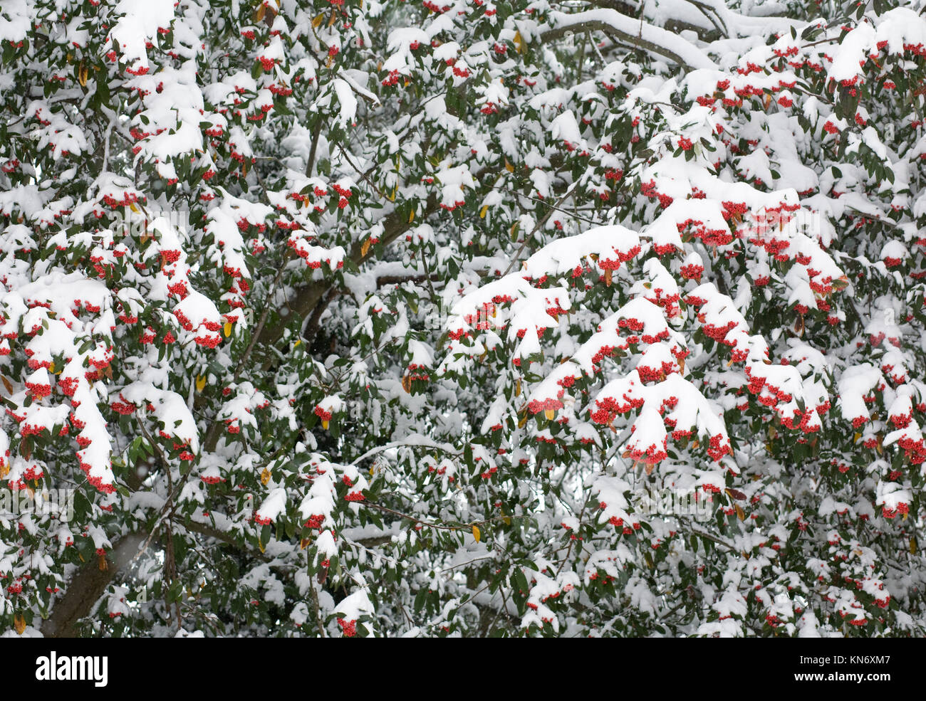 Snow covered Cotoneaster berries. Stock Photo