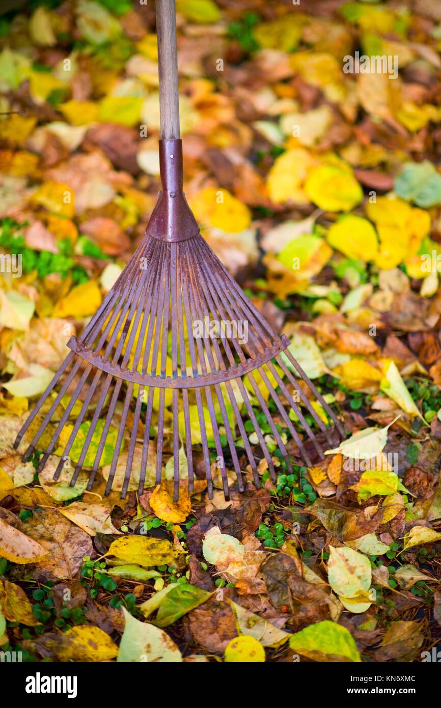 Old rake and maple leafs on the ground, vertical shot Stock Photo - Alamy