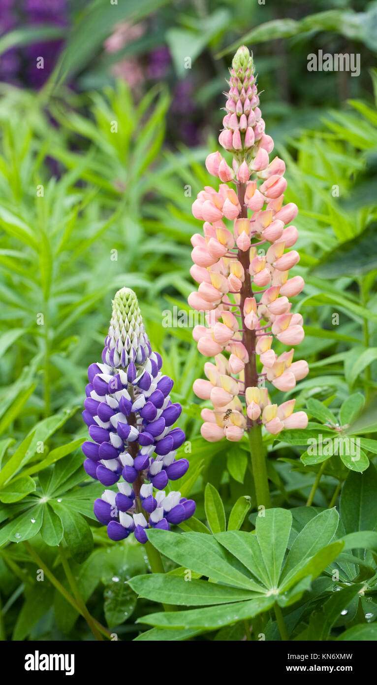 Lupinus. Lupins in the garden. Stock Photo