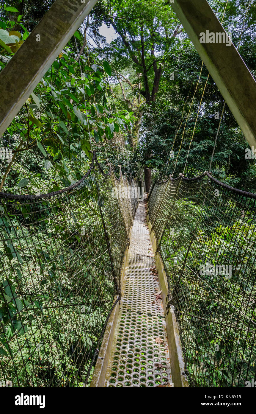 Suspended tree top or canopy walk in rain forest of Nigeria Stock Photo