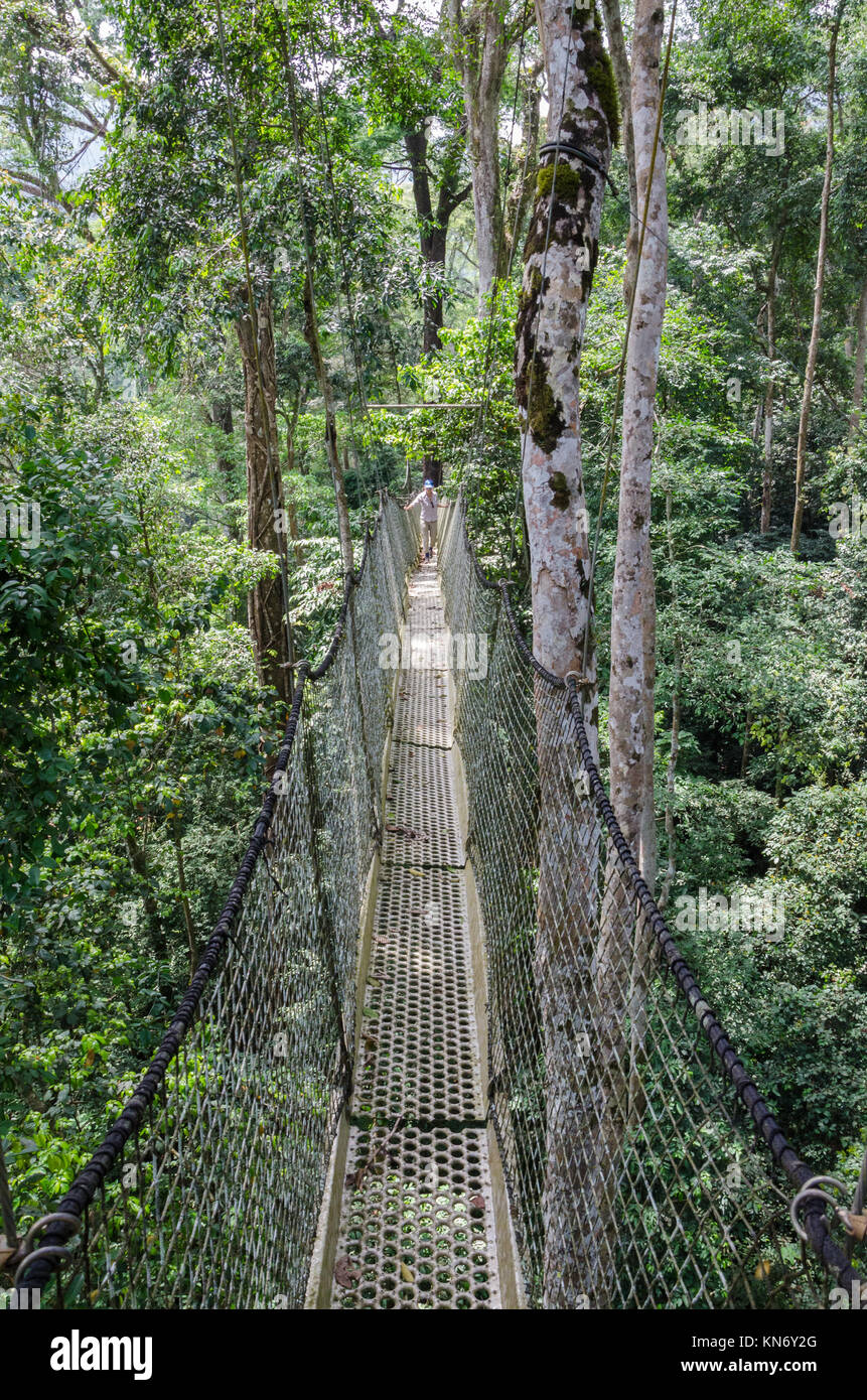 Suspended tree top or canopy walk in rain forest of Nigeria Stock Photo