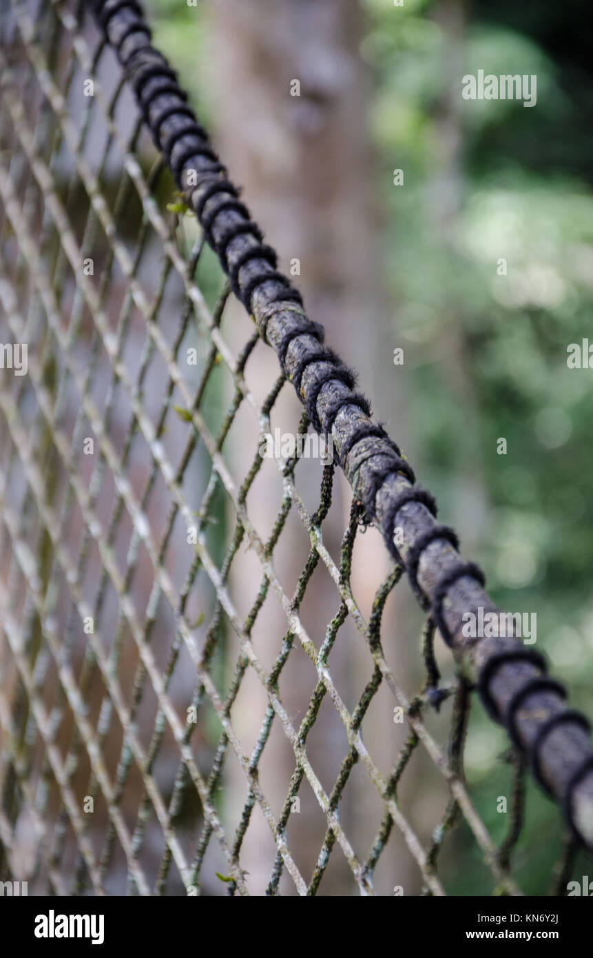 Tree canopy walk hi-res stock photography and images - Alamy