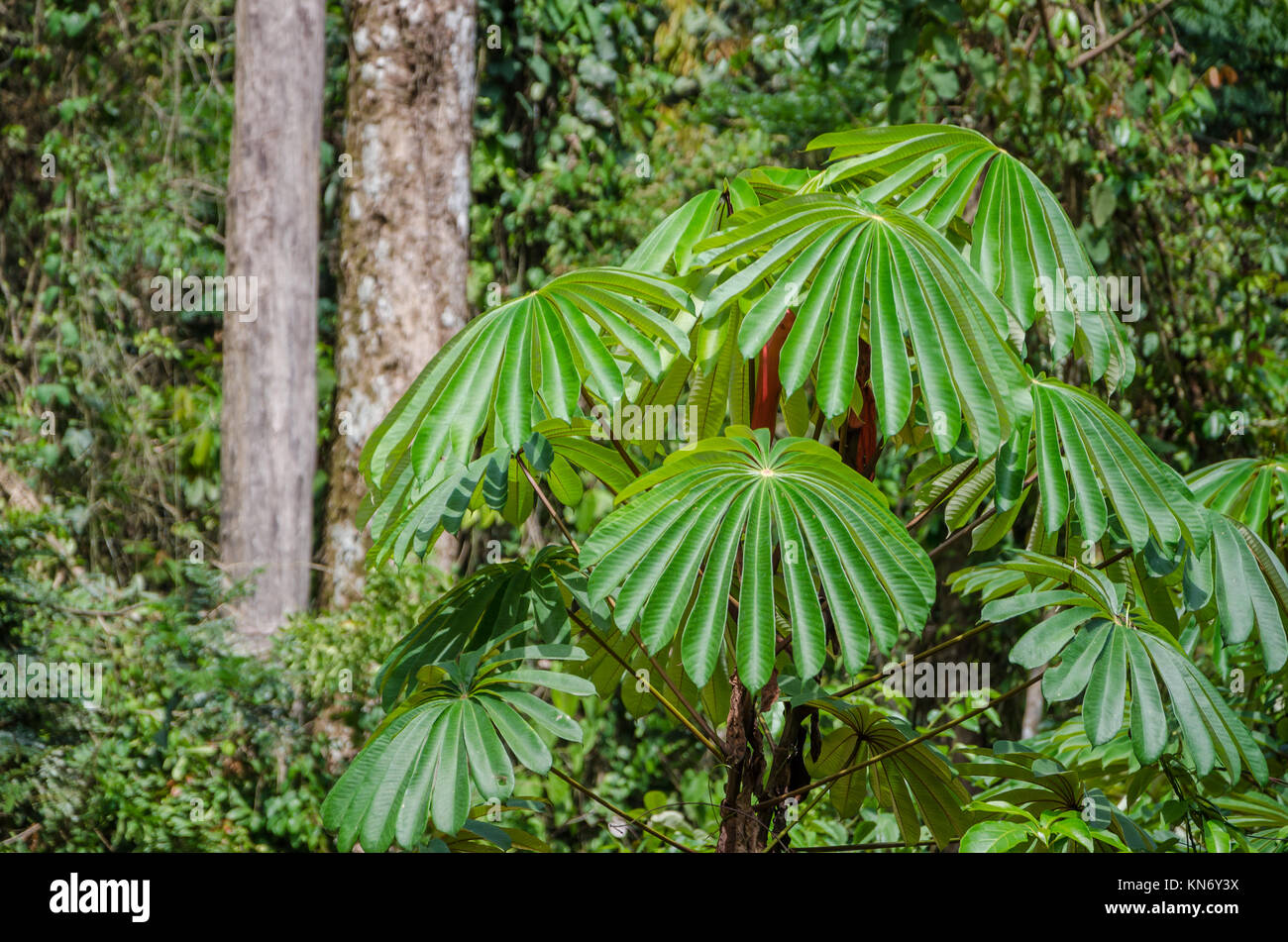 Exotic plant with lush green foliage growing in rain forest of Nigeria, Africa Stock Photo