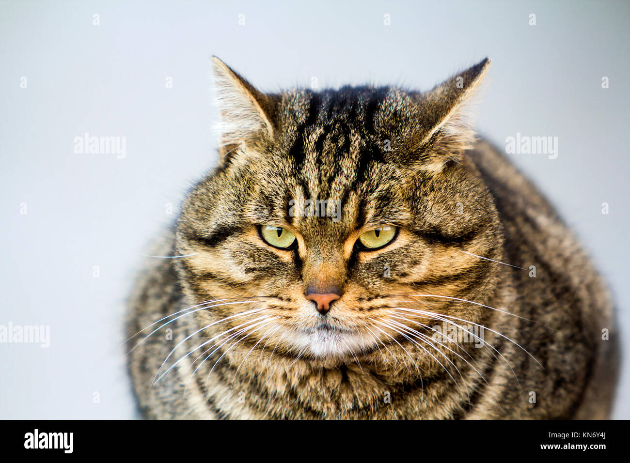 Portrait of a fat striped cat with green eyes Stock Photo - Alamy