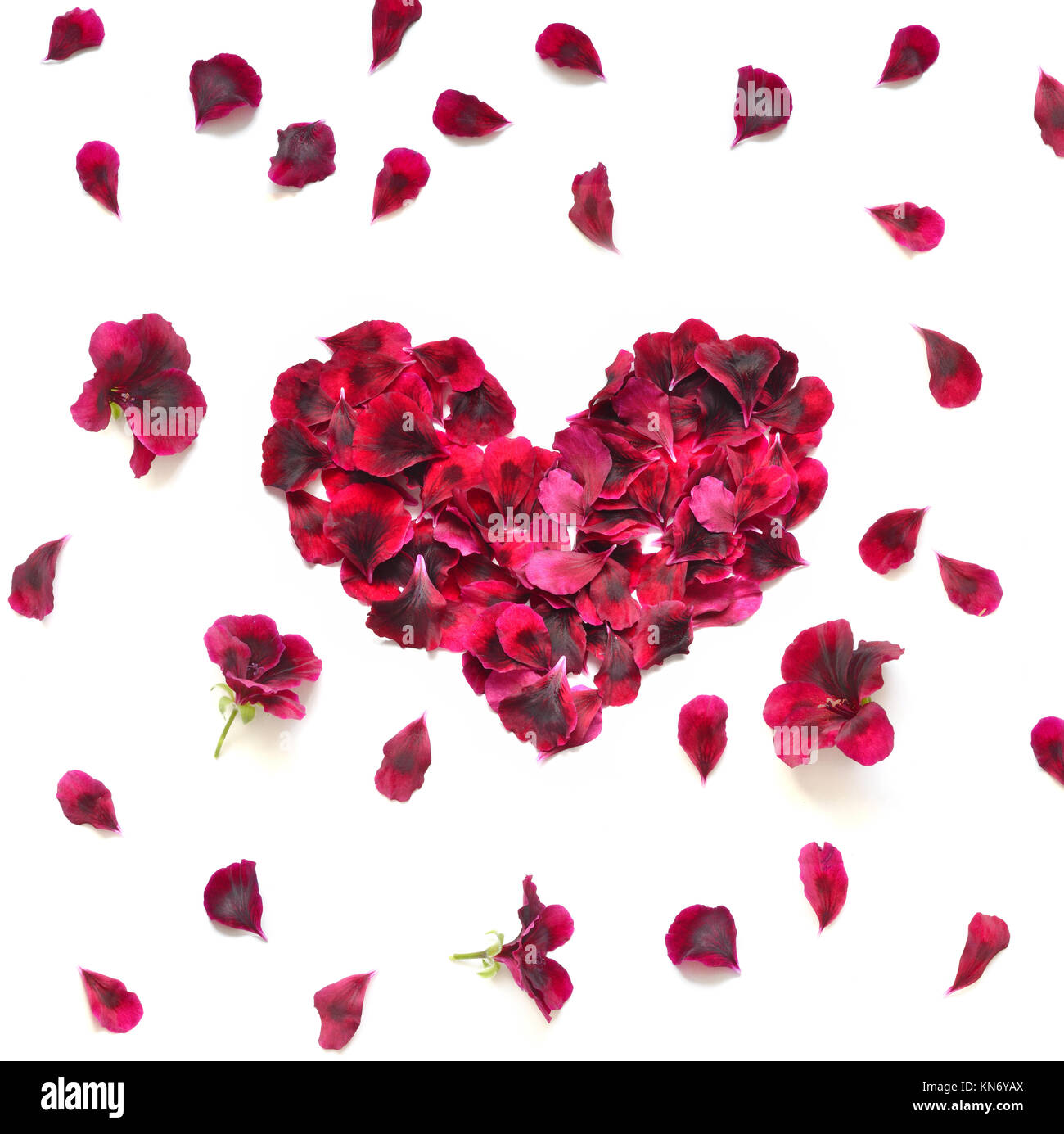 Heart made of rose petals. Red rose petals heart over white background