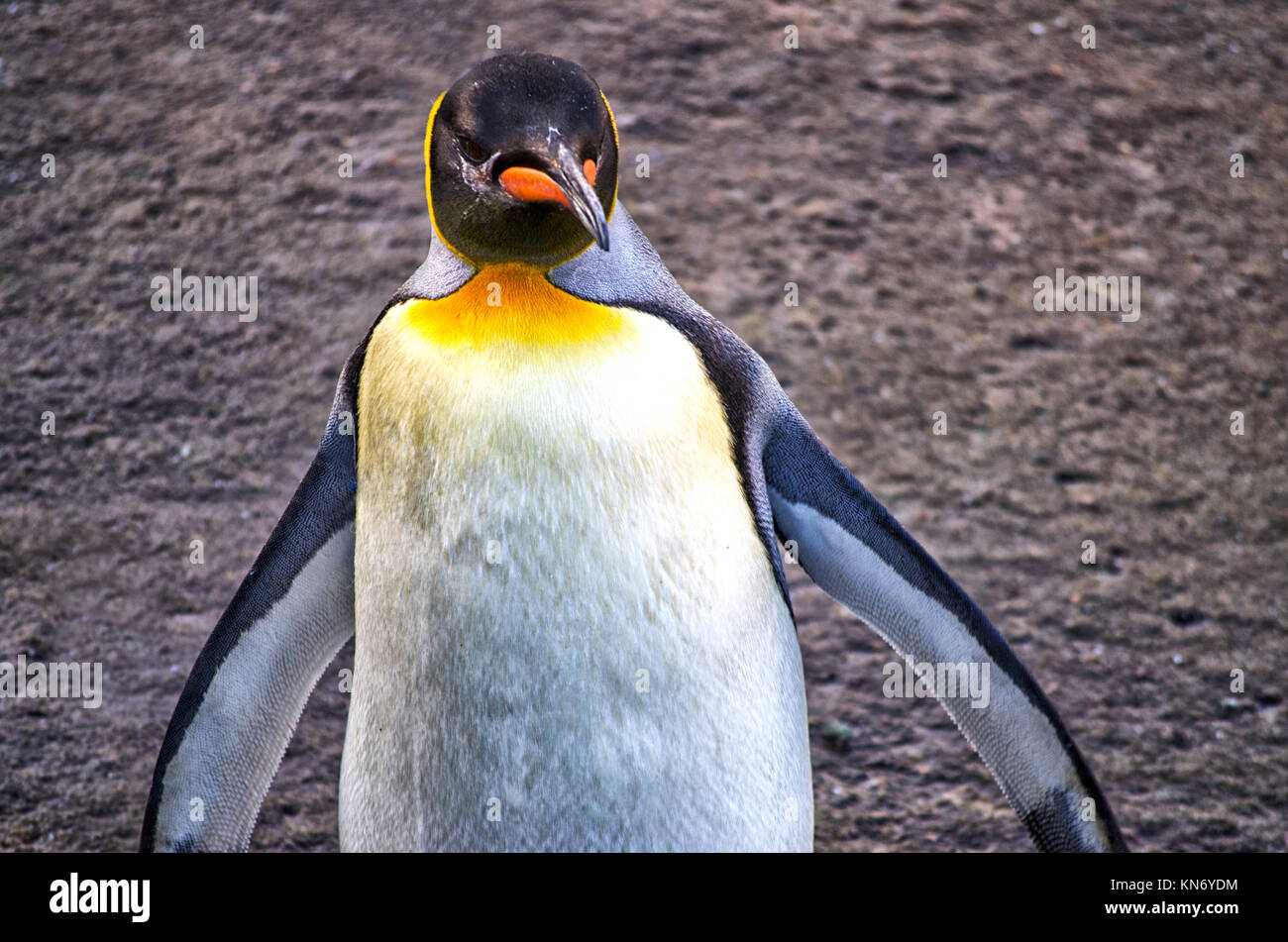 Close up of a Rockhopper Penguin Stock Photo
