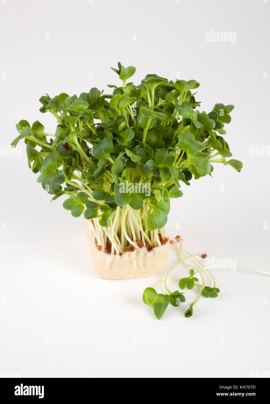 Daikon Cress Sprouts. Stock Photo