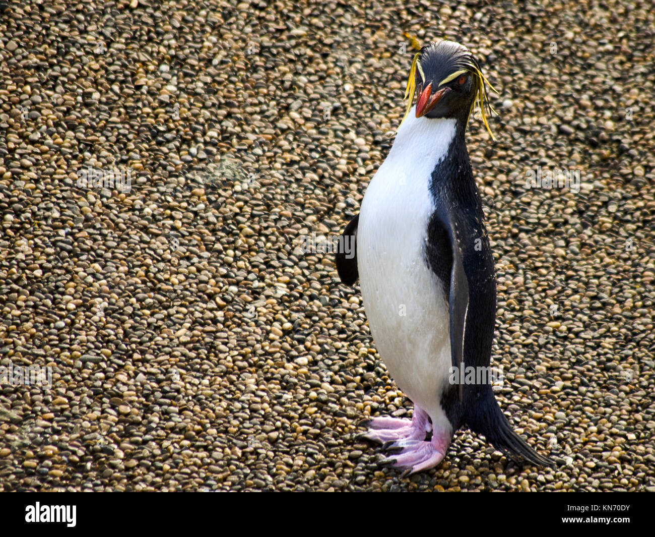 Close up of a Rockhopper Penguin Stock Photo