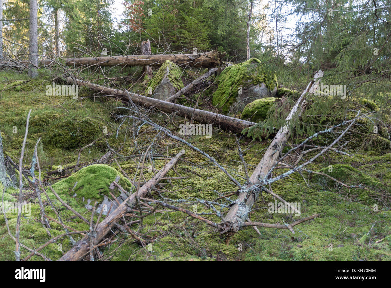 Nature management area in an old mossy coniferous forest Stock Photo