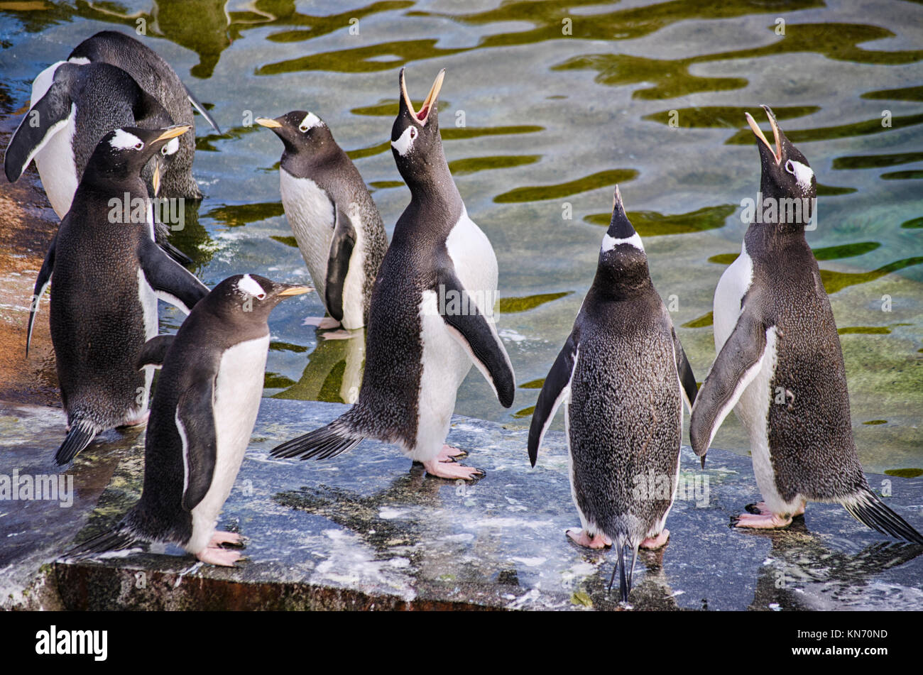 Group of Gentoo Penguins Stock Photo