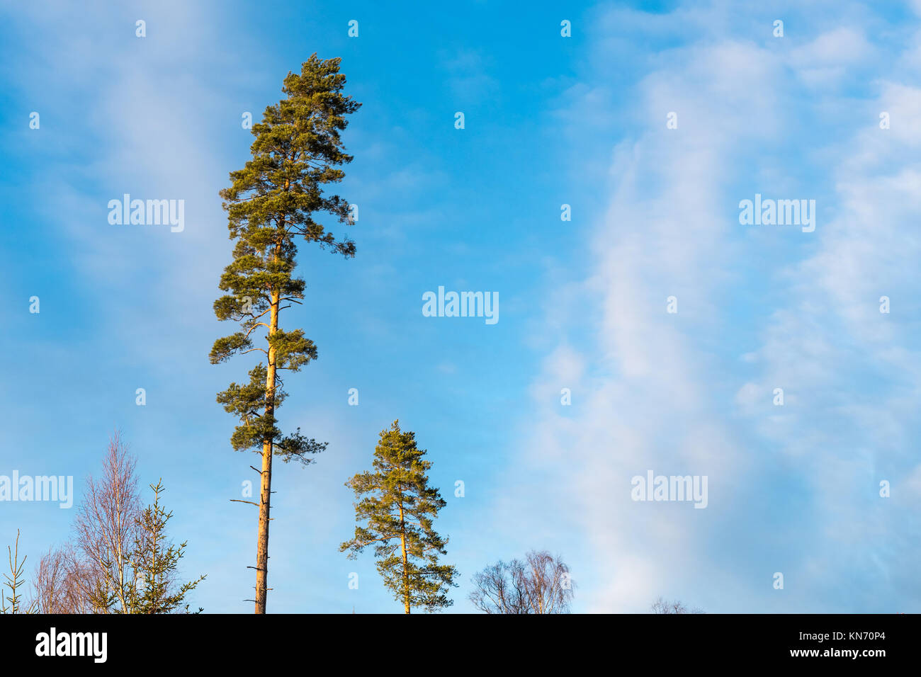 Tall pine tree tops by a blue sky with white clouds Stock Photo - Alamy