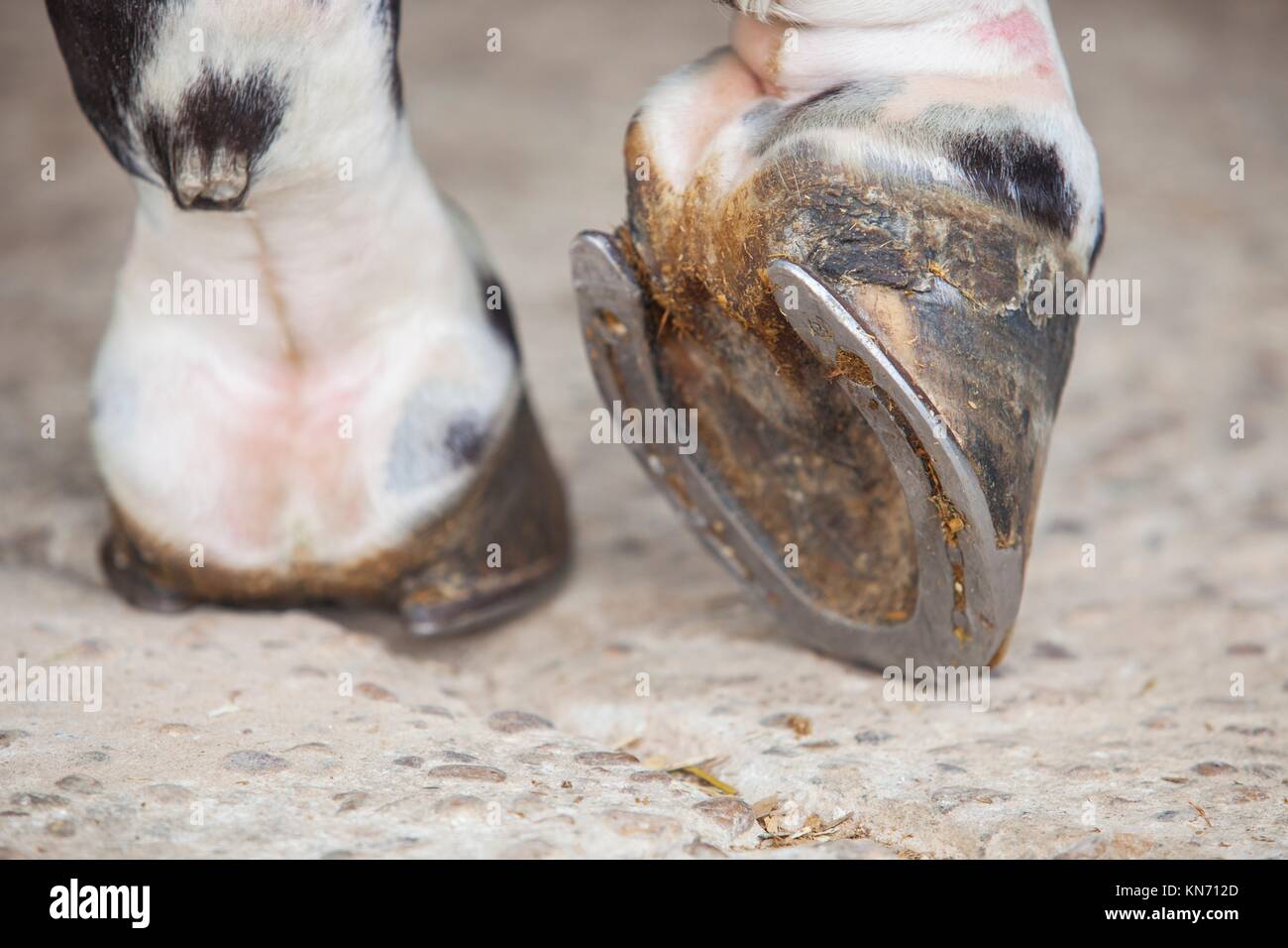 Detailed view of horse foot hoof outside stables. Stock Photo