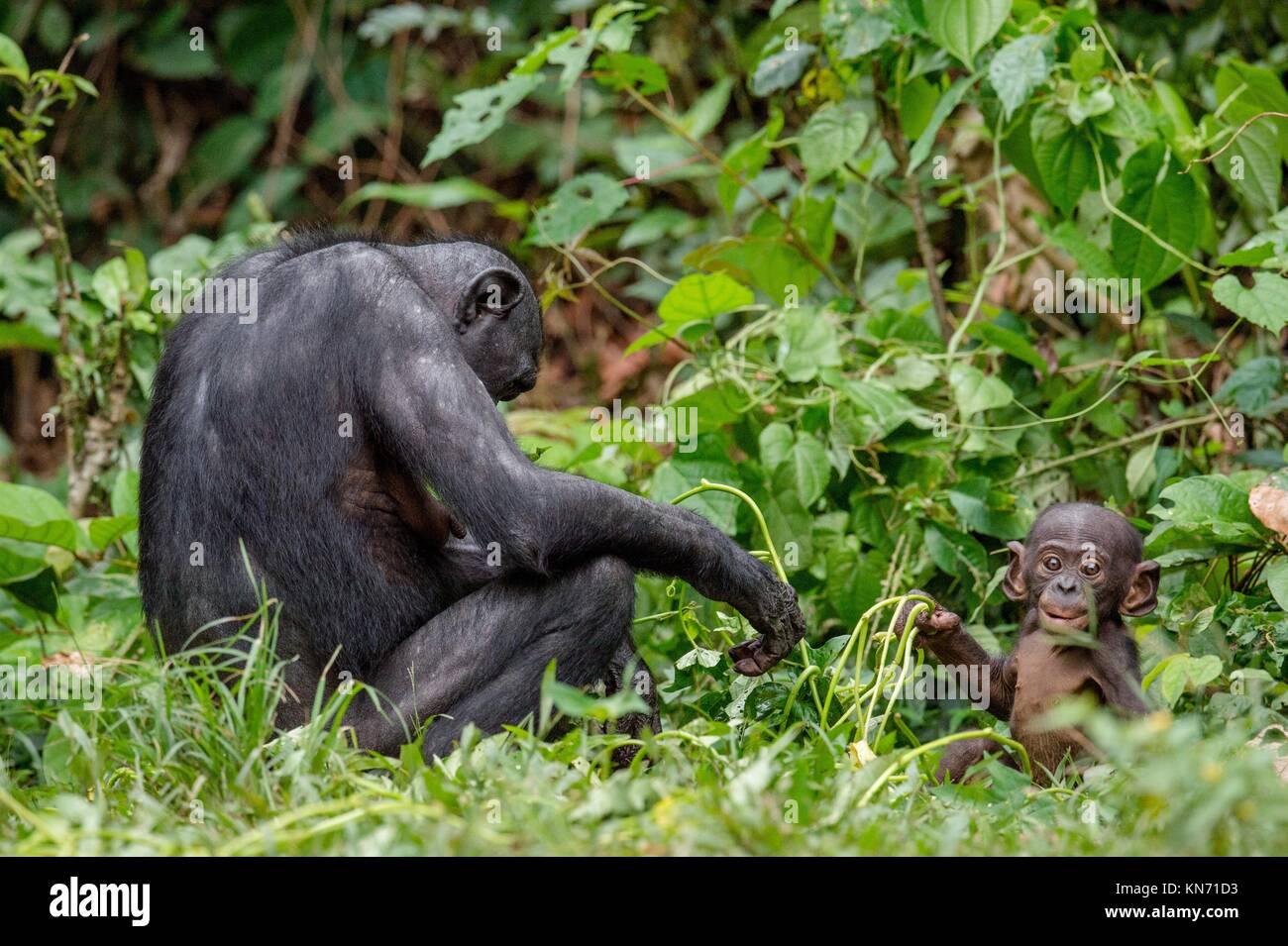 Mother and Cub of Bonobo in natural habitat. Close up Portrait . Green ...