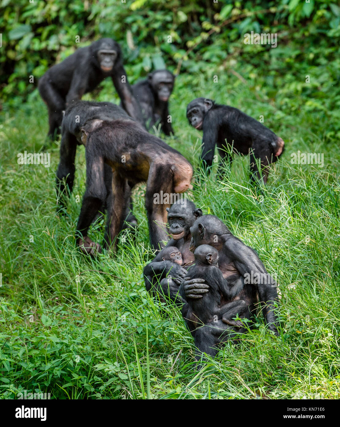 Bonobos In Natural Habitat Green Natural Background The Bonobo Pan 