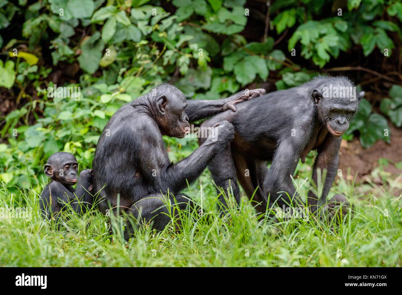 Bonobos in natural habitat on Green natural background. The Bonobo ...