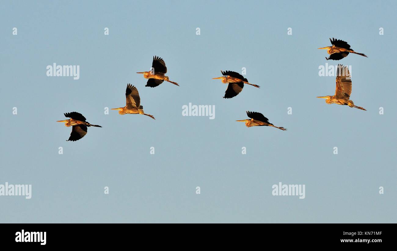 Flock of Purple Herons Ardea purpurea during migration, Crete Stock Photo Alamy