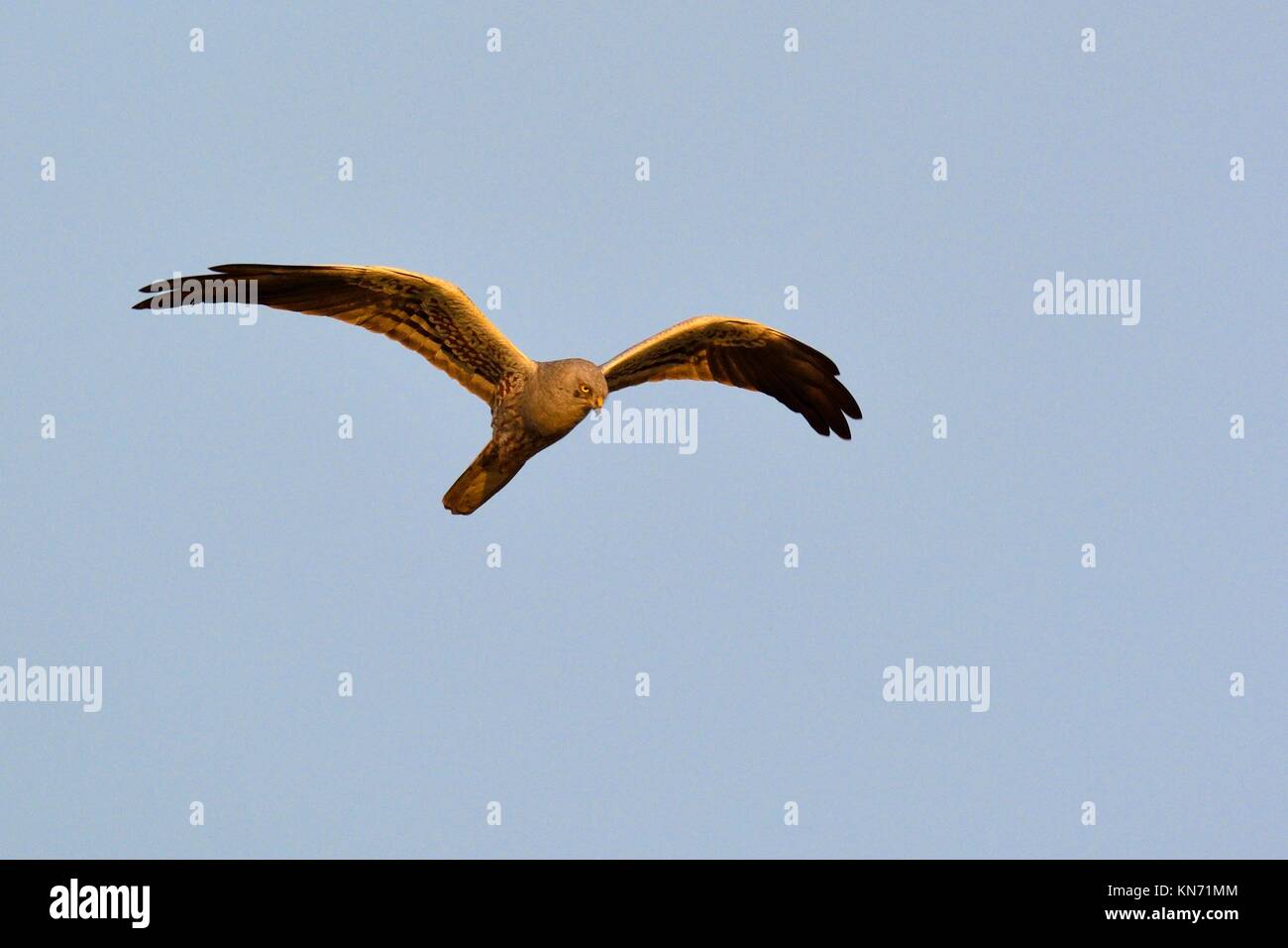 Montagus Harrier Circus Pygargus Crete Stock Photo