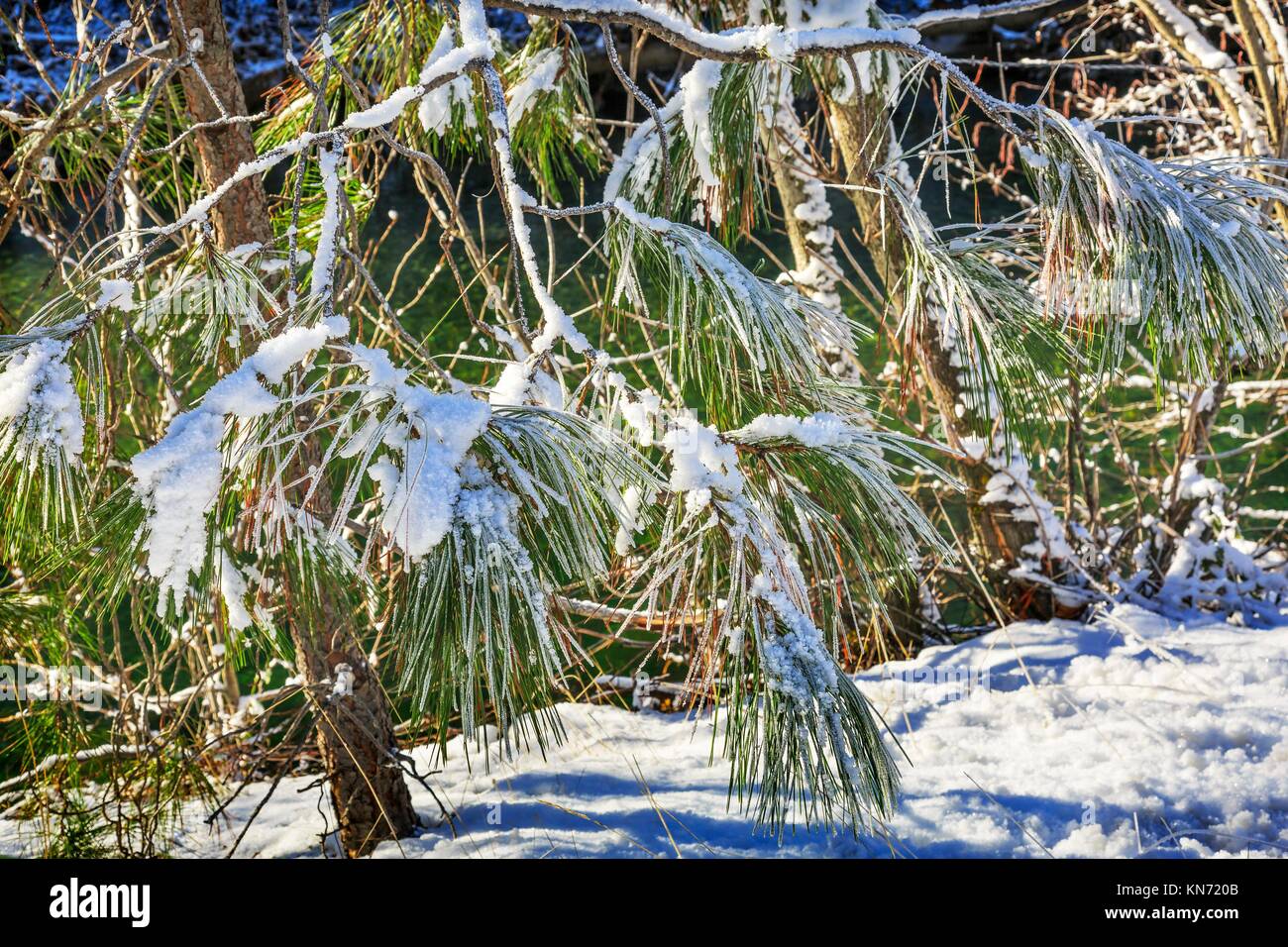 Winter Leaves Snow Ice Wenatchee River Washington Stock Image Image