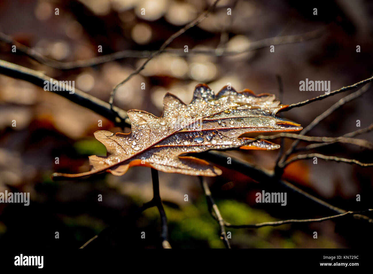 yellow leaves in the autumn forest shines a ray of sun Stock Photo - Alamy