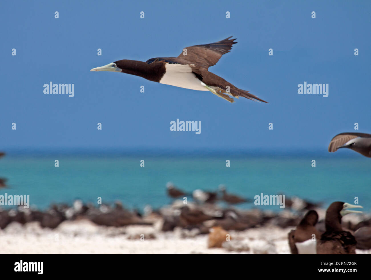Brown booby breeding alongside Common noddy on sand cay off the coast of Queensland Australia Stock Photo