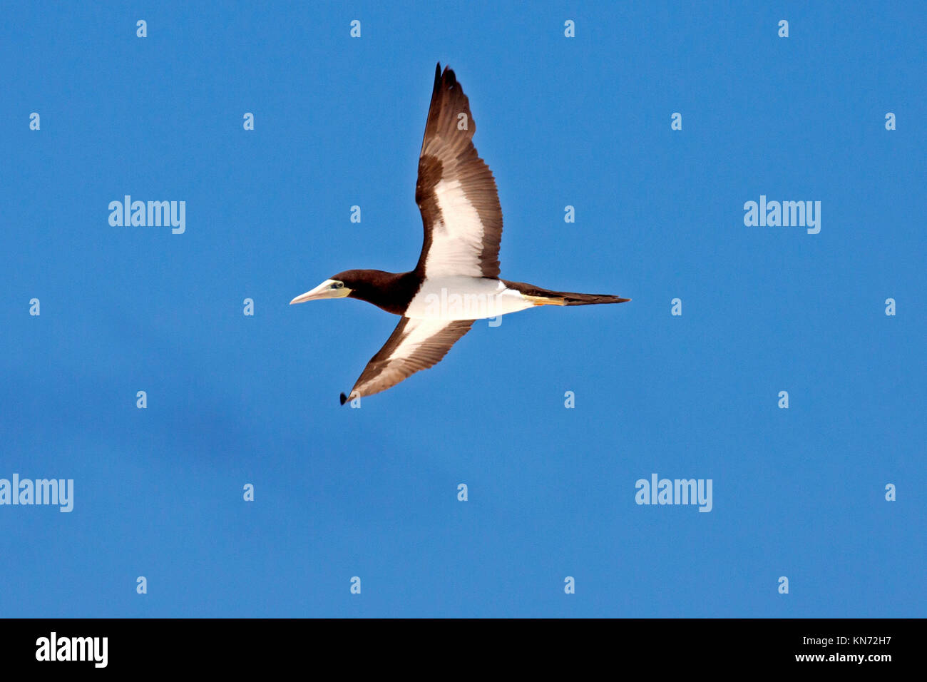 Brown booby in flight over breeding colony alongside Common noddy on sand cay off the coast of Queensland Australia Stock Photo